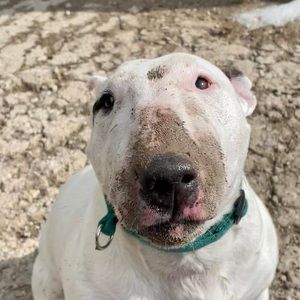 Meet your Posher, Amarantine